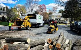 Best Lawn Renovation and Restoration  in Buena Vista, GA