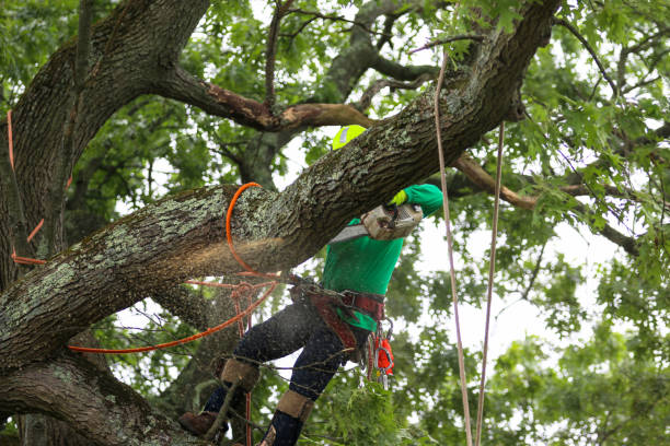 Best Lawn Pest Prevention  in Buena Vista, GA