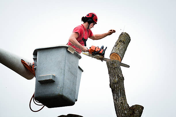 Trusted Buena Vista, GA Tree Care Experts