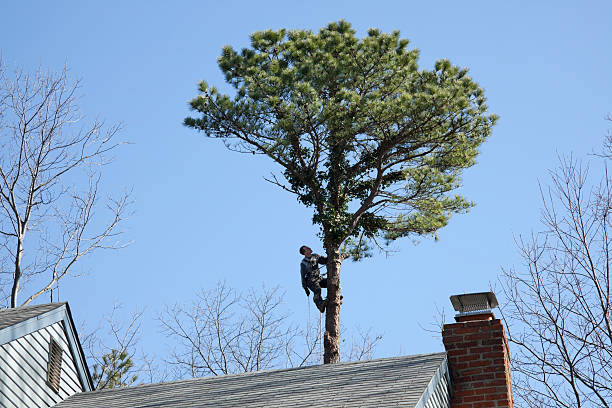 How Our Tree Care Process Works  in  Buena Vista, GA
