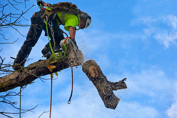 Best Lawn Maintenance Plans  in Buena Vista, GA